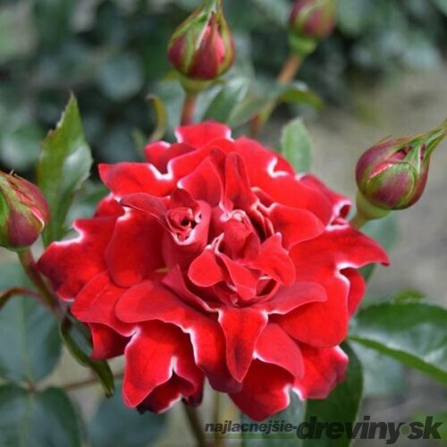 Ruža RED RUFFLES na kmienku 100/120 cm, v črepníku 7l Rosa RED RUFFLES