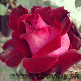 Ruža veľkokvetá Alleluja, v črepníku 4 Rosa Alleluja