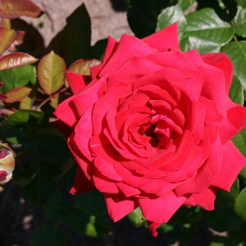 Ruža veľkokvetá červená, v črepníku Rosa