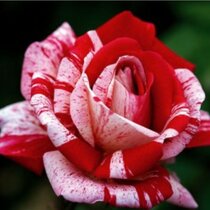 Ruža veľkokvetá (červeno-biela) Papageno®, na kmienku 90/100 cm, v črepníku 7l Rosa Papageno®