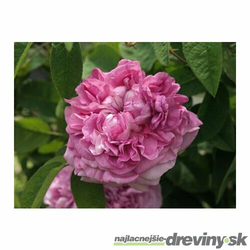 Ruža veľkokvetá Dafne, v črepníku 4l Rosa Dafne