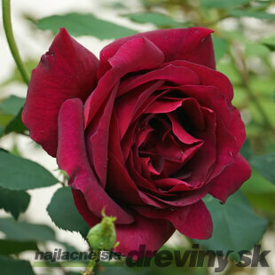 Ruža Veľkokvetá Dark Red , v črepníku Rosa Dark Red