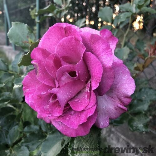 Ruža veľkokvetá fialová Purple Orient, v črepníku 2l Rosa Purple Orient