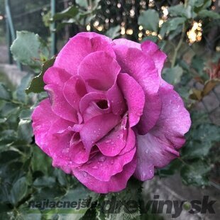 Ruža veľkokvetá fialová Purple Orient, v črepníku 2l Rosa Purple Orient