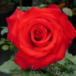 Ruža veľkokvetá Grande Amore, v črepníku 4l Rosa Grande Amore