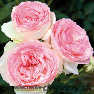 Ruža veľkokvetá ružová Eden 60/80 cm, v črepníku 3l Rosa Eden