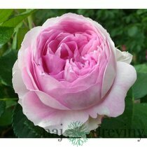Ruža veľkokvetá Vesalius® - bledoružová, v květináči Rosa “Vesalius“®