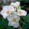 Ruža vráskavá Alba 30/50 cm, v črepníku Rosa rugosa Alba