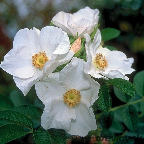 Ruža vraskavá - šipková Alba, výška 20/40 cm, v črepníku 2l Rosa rugosa Alba
