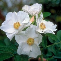 Ruža vraskavá - šipková Alba, výška 20/40 cm, v črepníku Rosa rugosa Alba