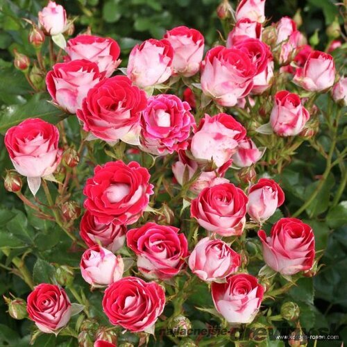 Ruža záhonová Schone Koblenzerin, v črepníku 4l Rosa Schone Koblenzerin