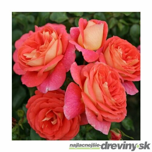 Ruža ZEPETI Meibenbino, v črepníku 4l Rosa ZEPETI
