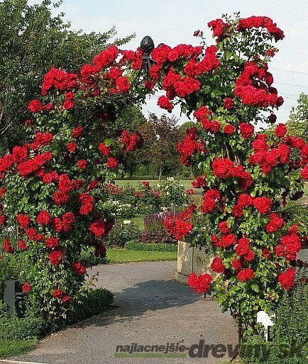 ruže - záhradné kríky