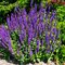 Šalvia hájna Caradona 10/15 cm, v čerpníku Salvia nemorosa