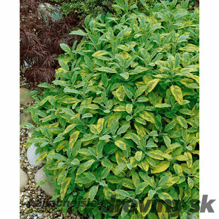 Šalvia lekárska Aurea, v črepníku Salvia officinalis Aurea