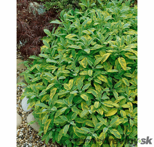 Šalvia lekárska Aurea, v črepníku Salvia officinalis Aurea
