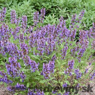 Šalvia lekárska v črepniku P14 Salvia officinalis