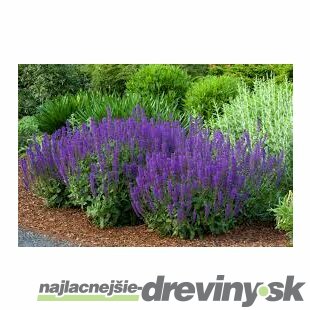 Šalvia Mystic spires Blue, v črepníku 2l Salvia Mystic spires Blue