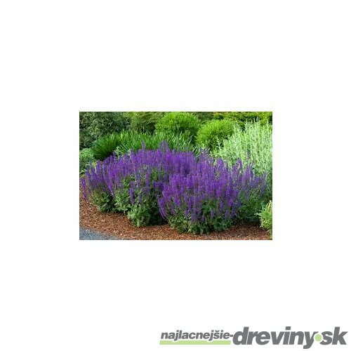 Šalvia Mystic spires Blue, v črepníku 2l Salvia Mystic spires Blue