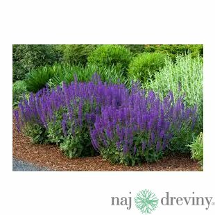 Šalvia Mystic spires Blue, v črepníku Salvia Mystic spires Blue