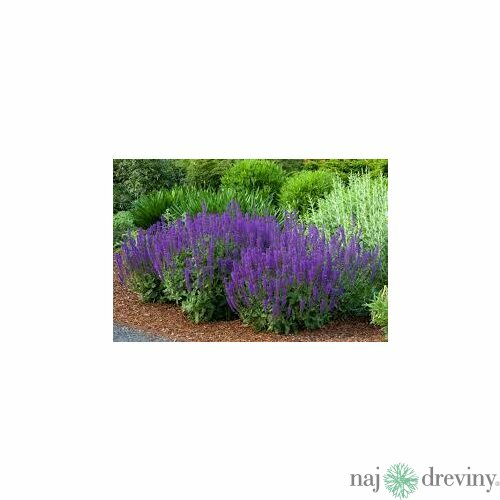Šalvia Mystic spires Blue, v črepníku Salvia Mystic spires Blue