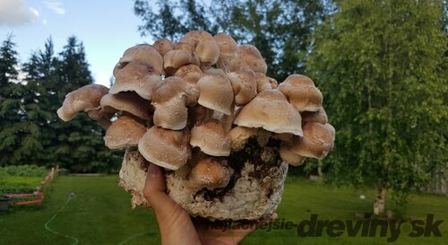 Shiitake záhradka 100% BIO celoročná (elixír života) Jedlé huby liečivé Lentinula edodes