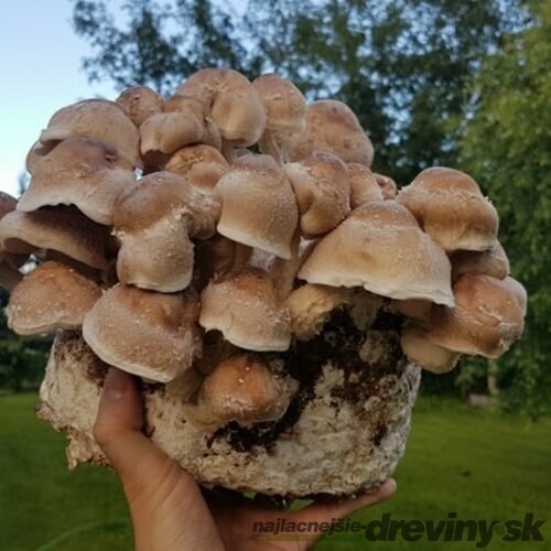 Shiitake záhradka 100% BIO celoročná (elixír života) Jedlé huby liečivé Lentinula edodes