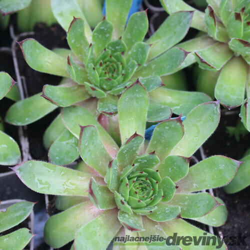Skalná Ruža ‘BigSam Chrome Green‘, výška 15/20 cm, v črepníku 2l Sempevirum Sempervivum ‘BigSam Chrome Green‘