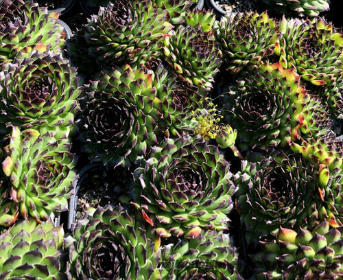Skalná ruža ‘Reinhard‘, v črepníku 2l Sempervivum ‘Reinhard‘