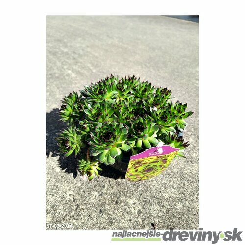 Skalná ruža ‘Reinhard‘, v črepníku 2l Sempervivum ‘Reinhard‘