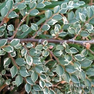 Skalník Atropurpureus Variegata 20/40 cm, v črepníku Cotoneaster atropurpureus variegatus