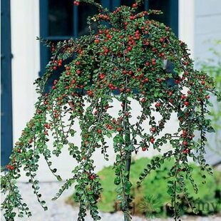 Skalník biely na kmienku 120 cm, v črepníku Cotoneaster lactcus