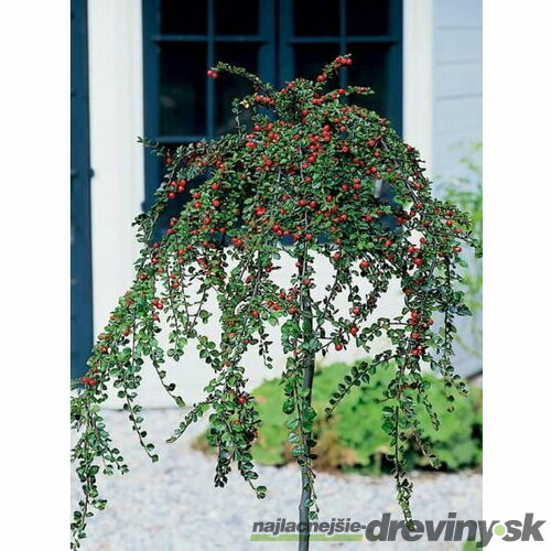 Skalník biely na kmienku 80/120 cm, v črepníku Cotoneaster lactcus