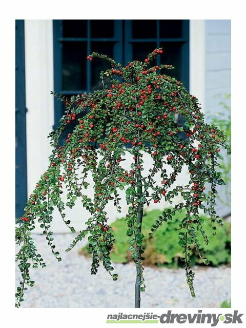 Skalník biely na kmienku 80/120 cm, v črepníku Cotoneaster lactcus