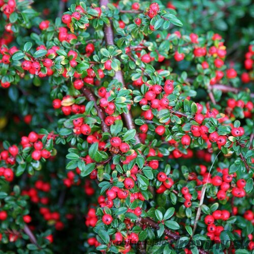Skalník Coral Beauty, výška 20/40 cm, v črepníku Cotoneaster suecicus Coral Beauty