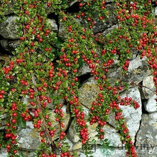 Skalník dammeri Skogholm, 20/+cm, v črepníku Cotoneaster dammeri Skogholm