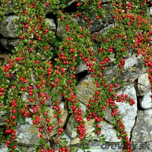 Skalník dammeri Skogholm, 20/+cm, v črepníku Cotoneaster dammeri Skogholm