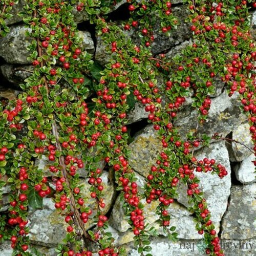 Skalník dammeri Skogholm, 20/+cm, v črepníku Cotoneaster dammeri Skogholm