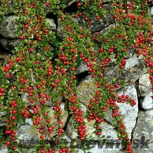 Skalník dammeri Skogholm, 20/+cm, v črepníku Cotoneaster dammeri Skogholm