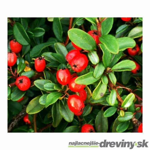 Skalník Dammerov, v črepníku Cotoneaster Dammeri