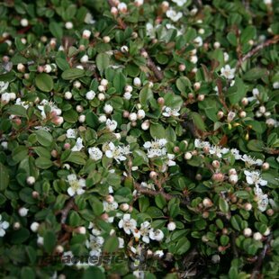 Skalník procumbens Queen of Carpets, 10/+cm, v črepníku Cotoneaster procumbens Queen of Carpets