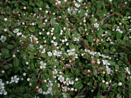 Skalník procumbens Queen of Carpets, 10/+cm, v črepníku Cotoneaster procumbens Queen of Carpets