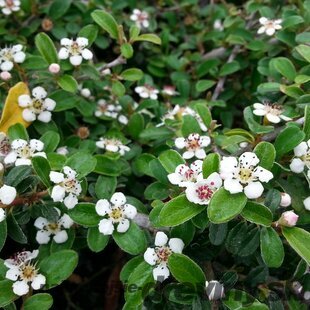 Skalník radicans Eichholz, 20/+cm, v črepníku Cotoneaster radicans Eichholz