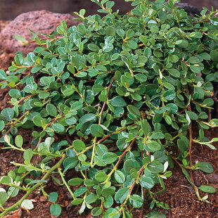 Skalník rozprestretý Dammeri Major, v črepníku 20/40 cm Cotoneaster horizontalis Dammeri Major
