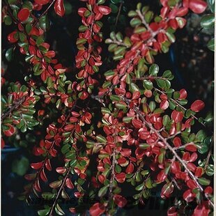 Skalník rozprestretý Dammeri Skogholm Cotoneaster horizontalis Dammeri Skogholm