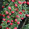 Skalník Streib’s Finding 12/15 cm, v črepníku Cotoneaster Streib’s Finding