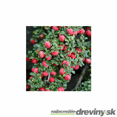 Skalník Streib’s Finding 12/15 cm , v črepníku Cotoneaster Streib’s Finding