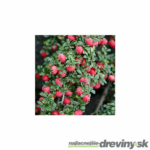 Skalník Streib’s Finding 12/15 cm , v črepníku Cotoneaster Streib’s Finding