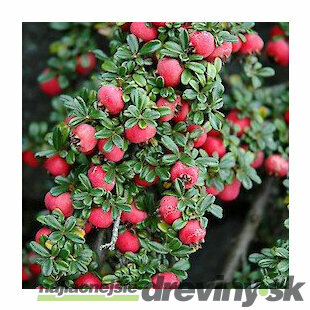 Skalník Streib’s Finding 12/15 cm , v črepníku Cotoneaster Streib’s Finding