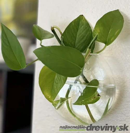 Sklenený závesný kvetináč